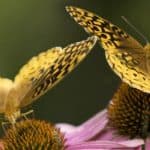 Butterflies resting on pink flowers representing inner transformation and keys to divinize your day.