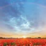 Rainbow at sunset over poppy field representing how to live a meaningful life.