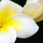 Serene Plumeria flower signifying inner maturity